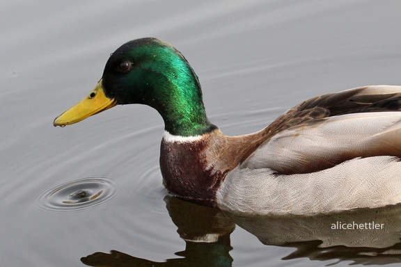 Stockente (Anas platyrhynchos)